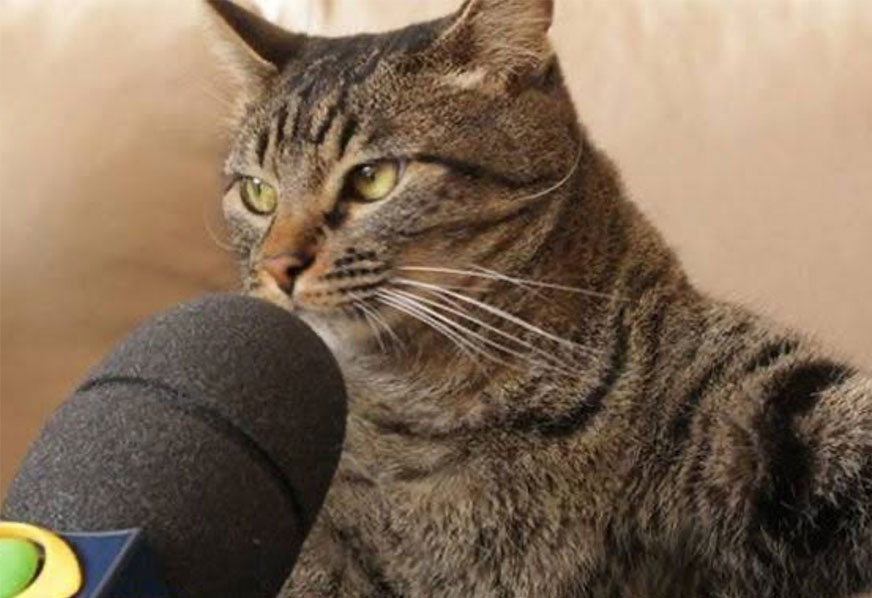 O MELHOR DO TWITTER – “Foi o gato, Brasil” edition