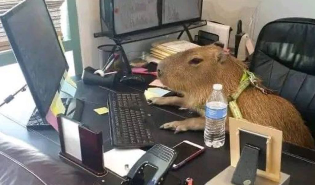 O MELHOR DO TWITTER –  “Capivara Filó” edition