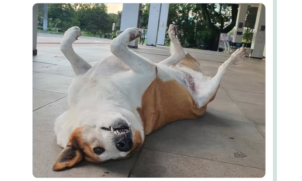 O Melhor do X – “Doguinho Silveira” edition
