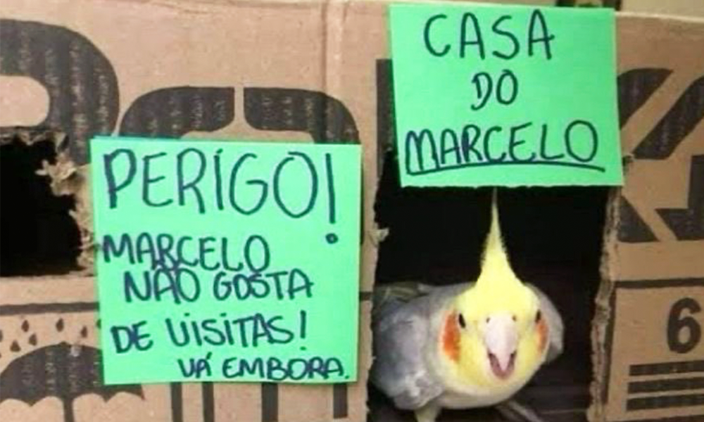 O Melhor do X – “Janta” edition